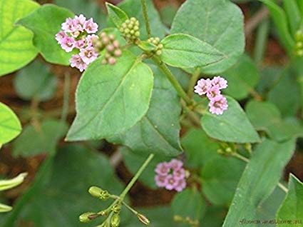 Medicinal uses and Health Benefits of Punarnava