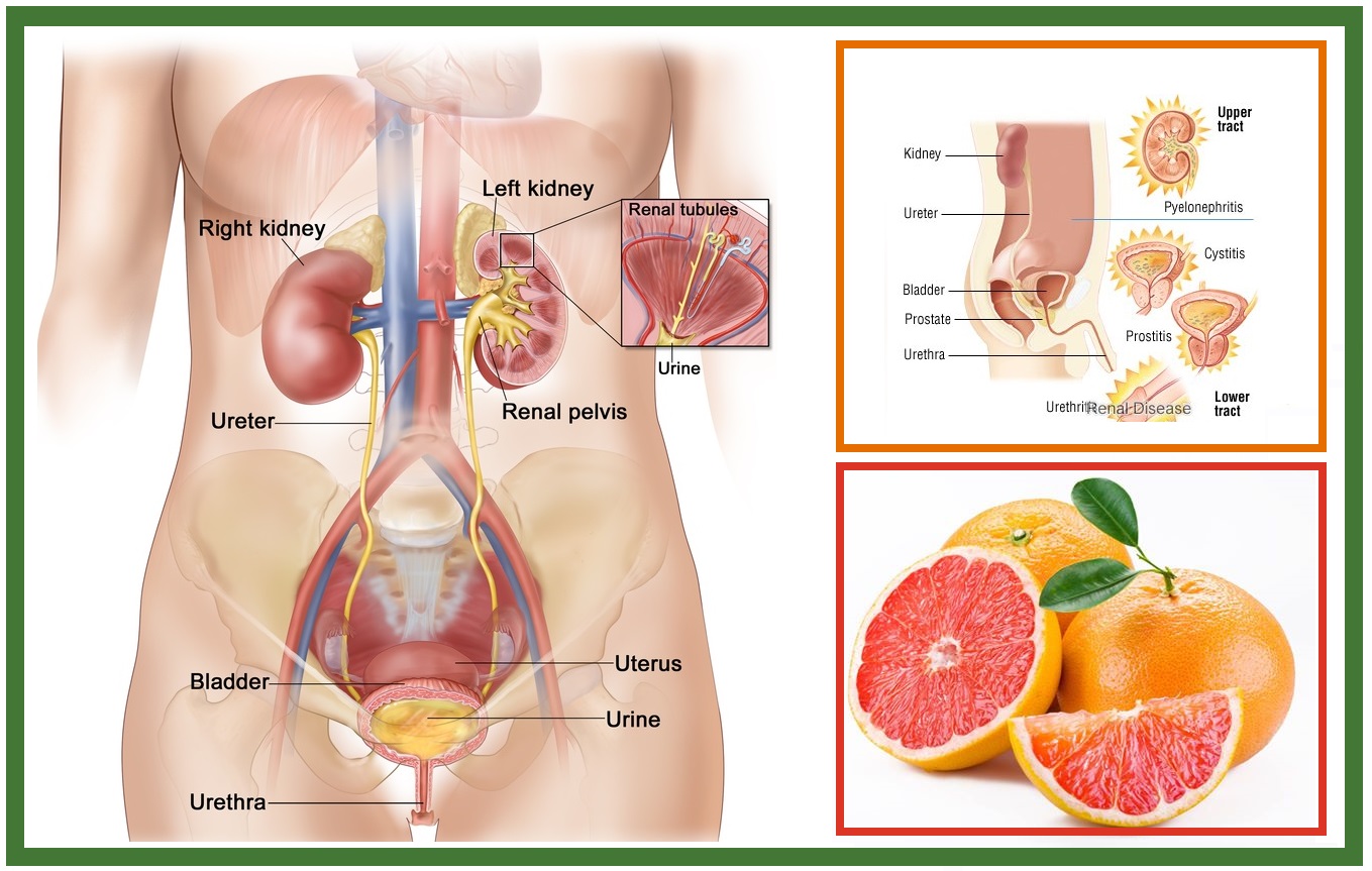 How Herbal Remedies Work In Urinary Tract Infection