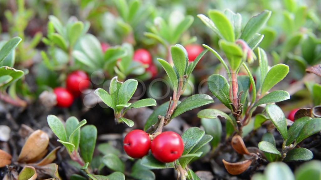 Bearberry for uti