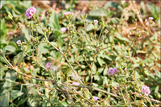 Punarnava, Boerhavia diffusa